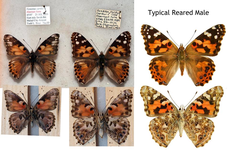 Vanessa cardui (abberant collection, Hollywood Hills, Todd Stout 1989) (Internet Image property of respective owner, non-commercial use only)